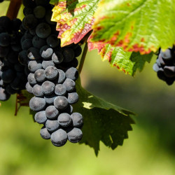 Vitis vinifera ‘Cabernet...