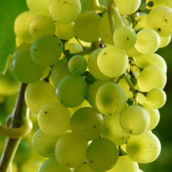 Vitis vinifera ‘Chardonnay’