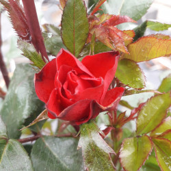 Rosa ‘Zepeti‘ ® Meibenbino