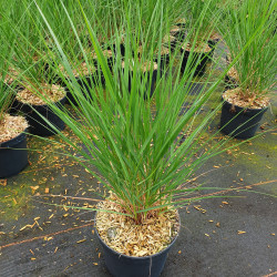 Stipa calamagrostis ‘Allgau‘