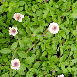 Phyla nodiflora Canescens
