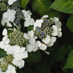 Hydrangea macrophylla Lanarth white