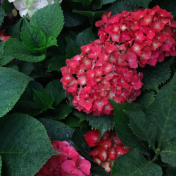 Hydrangea macrophylla ‘Red...