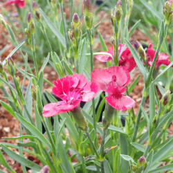 Oeillet Merci Fleuri