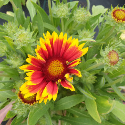 Gaillardia aristata 'Arizona Sun' - Gaillarde