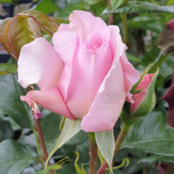 Rosa ‘Gilles de Brissac‘® 'Dorella' - Rosier