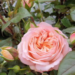 Rosa Sourire du Havre ®
