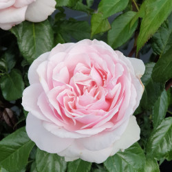 Rosa ‘Gilles de Brissac‘® 'Dorella' - Rosier