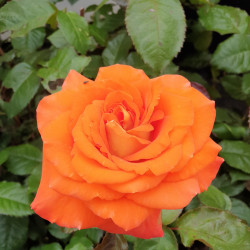 Rosa ‘Terra Botanica‘ ®
