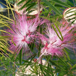 Calliandra surinamensis 'Dixie Pink'