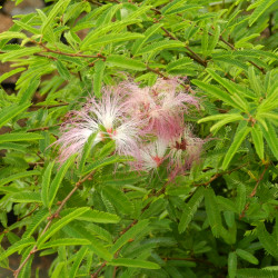 Calliandra surinamensis 'Dixie Pink'
