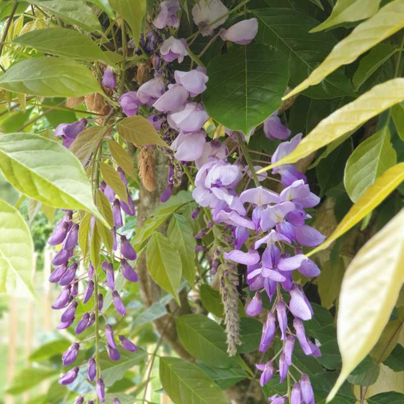 Wisteria brachybotrys ‘Okayama’ - glycine soyeuse du Japon
