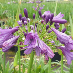 Agapanthe Poppins 'purple