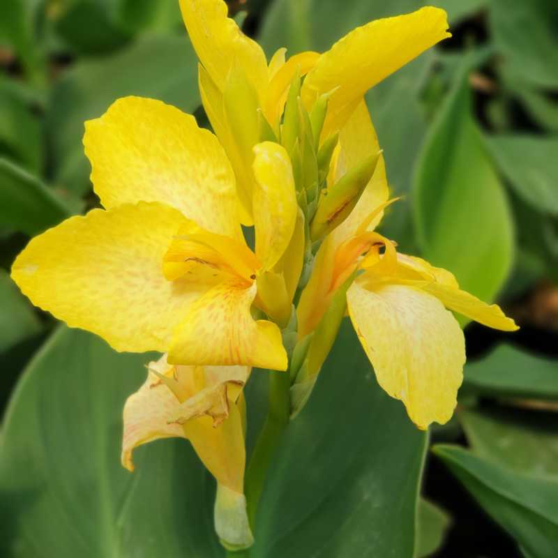 canna cannova yellow