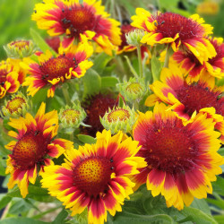 Gaillardia aristata 'Arizona Sun' - Gaillarde