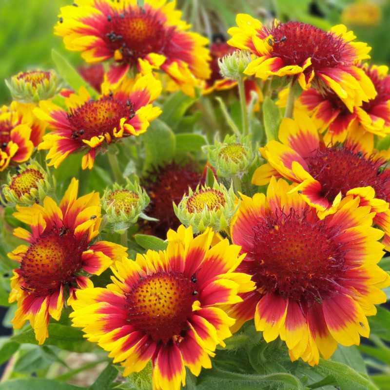 Gaillardia aristata 'Arizona Sun' - Gaillarde