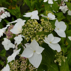 Hortensia macrophylla Lanarth white
