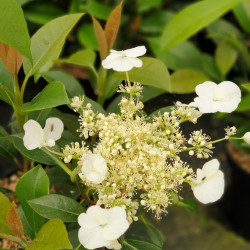Hydrangea seemanii