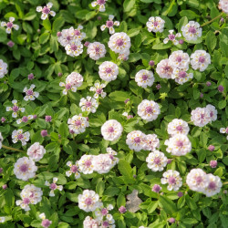 Phyla nodiflora Canescens
