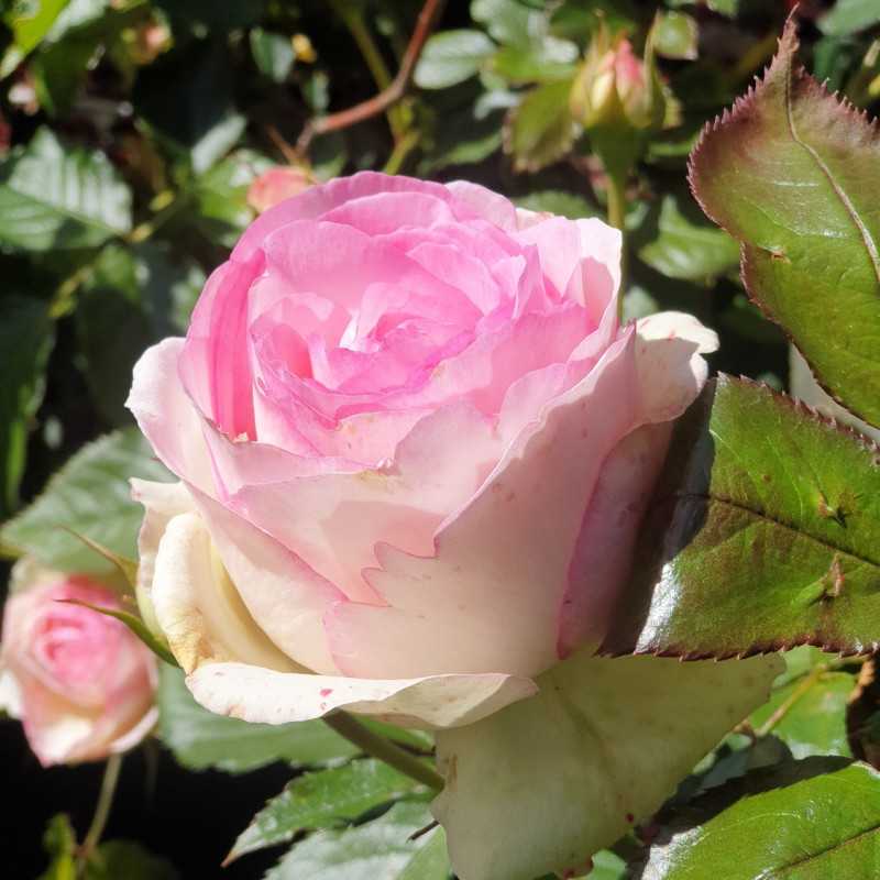 Rosier 'Olivia Rose Austin' - Rosiers | Pépinière en ligne