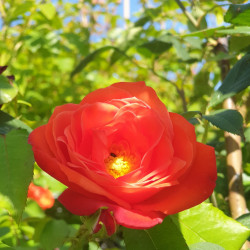 Rosa 'Orange sensation'