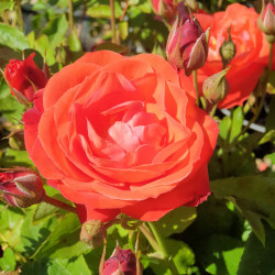 Rosa ‘Orange sensation‘