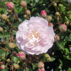 Rosier Rose delacroix