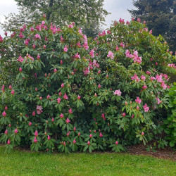 Rhododendron cosmopolitan