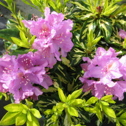 Rhododendron ‘Goldflimmer‘