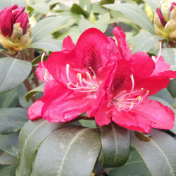 rhododendron karl naue