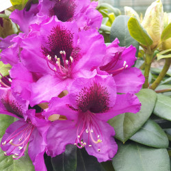 fleurs de rhododendron orakel