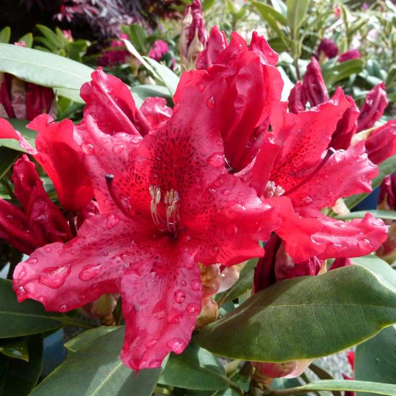 fleurs de rhododendron taragona