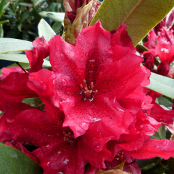 rhododendron taragona