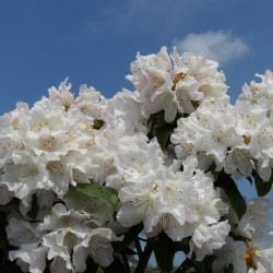 Rhododendron ‘Dora Amateis‘