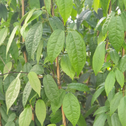 Holboellia latifolia - Vigne bleue de Chine