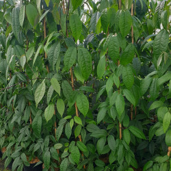 Holboellia latifolia - Vigne bleue de Chine
