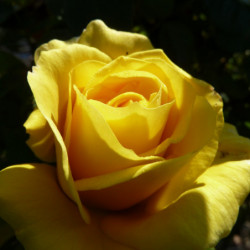 Rosa 'Friesia' (grimpant)