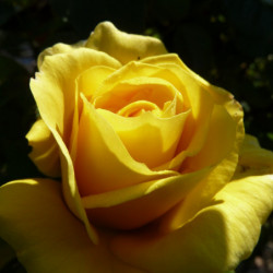 Rosa ‘Friesia‘ ® - ‘Koresia’