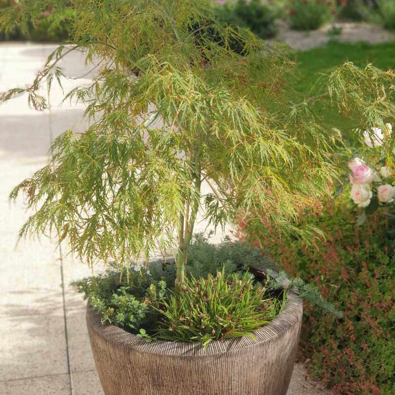 Acer palmatum Dissectum en pot