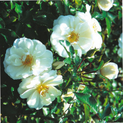 Rosa  grimpant  Décorosier® - ‘Opalia‘ ® - ‘Noa140702’ - Rosier grimpant