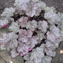 Heuchera ‘Cascade Dawn’