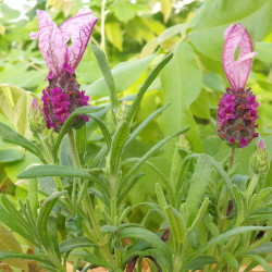 Lavandula stoechas Fantasia 'Early Pink' - Lavande papillon