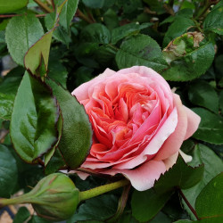 Rosa 'Music Hall'