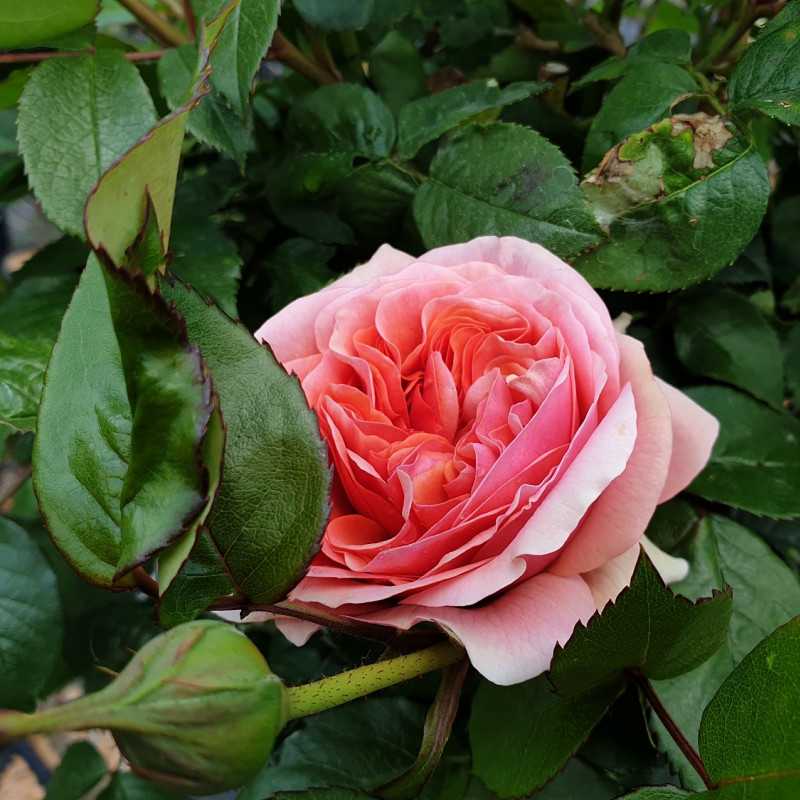 Rosa 'Music Hall'