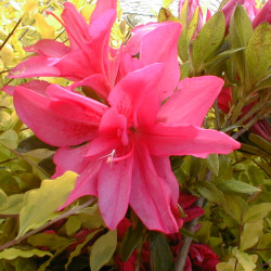Azalea japonica ‘Rosa King‘