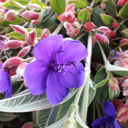 Tibouchina urvilleana - Fleur de velours