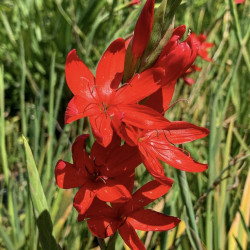 Schizostylis coccinea 'Major' - Lis des Cafres