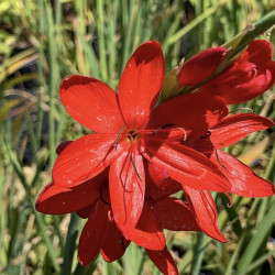 Schizostylis coccinea 'Major' - Lis des Cafres