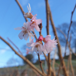 Prunus x subhirtella 'Autumnalis Rosea'