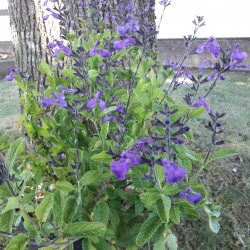 Salvia microphylla ‘So cool...